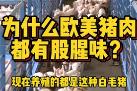 全球猪肉年产超1亿吨，中国吃掉一半，但欧美猪肉为啥有股腥味？视频封面