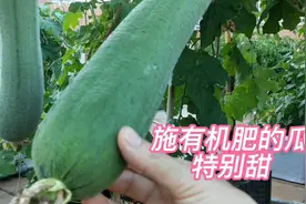 教你一招施肥方法，丝瓜结的好，全靠施这3种有机肥视频封面