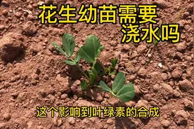 花生幼苗需要浇水吗？方法错误，出苗差，苗黄，烂根，别再浇错了视频封面