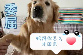 主人回到家，大金毛竟然这样撒娇？隔着屏幕都能感觉炙热的爱！视频封面