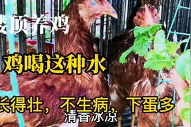 常给鸡喝这种植物水，鸡少生病，胃口好，长得壮，下蛋多视频封面