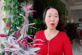 油画吊兰这样养，一盆变多盆，生长旺盛，叶片漂亮！视频封面