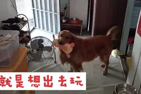 大金毛叼着自己的玩具直哼哼，他到底想要干嘛？视频封面