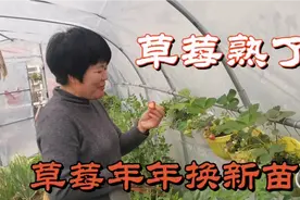 想吃草莓自己种，但必须年年种新苗，花苞一直冒，果子结的多！视频封面