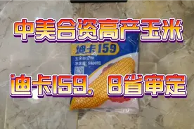 迪卡159，中美合资高产玉米品种，小亩可达2300斤，密植高产。视频封面