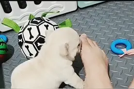 全网被臭脚丫熏晕的小动物们视频封面