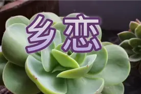 你的声音，你的歌声，深深的印在我的心头，经典老歌《乡恋》视频封面
