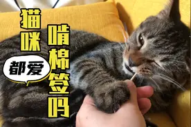 猫咪都爱啃棉签吗？我家的猫啃得嘎嘎脆！视频封面