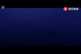 巨齿鲨VS沧龙视频封面