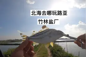 北海去哪玩路亚《竹林盐厂》，听说三两海鱼力堪比三斤翘嘴力？视频封面
