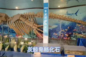 文化公园内大有乾坤（一）水族馆：规模虽小，但免费啊！视频封面