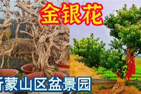 山东平邑金银花产地，红色金银花浓香扑鼻，金银花老桩一年开4次视频封面