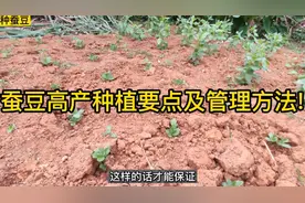 蚕豆高产种植要点及管理方法!学会这样种，蚕豆棵棵都能结一大堆视频封面