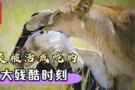 鸟类被活吃的十大残酷时刻，连老鹰也被它们当零食吃，太残酷了！视频封面