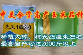 中美合资高产玉米种子，最新品种，稀植大棒，穗长25厘米。