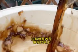 家里的花卉喝了这种黑水，改良土壤促进生根视频封面