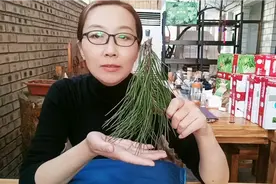 用十一年亲身体验教你用松针侧柏叶做枕头，让。给你远离失眠困扰视频封面