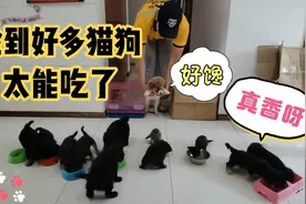 捡到的这群小猫小狗，到饭点就开始抢，吃完就拉，谁能帮忙带走？视频封面
