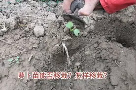 萝卜苗能否移栽？怎样移栽？视频封面