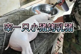 宰杀一头小猪烤乳猪各位老铁勿喷，我也是生活所迫