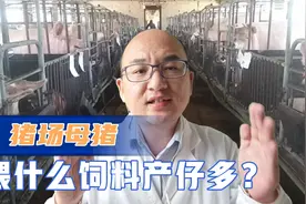 母猪想要养的好，母猪饲料不能少，该喂什么饲料才能产仔多又好？视频封面