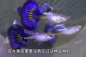 四种少见孔雀鱼，养过其中两种，就是土豪高端玩家视频封面