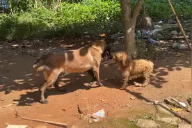 马犬发情，隔壁家公泰迪跑过来谈感情，马犬和泰迪配狗会怎么样？视频封面