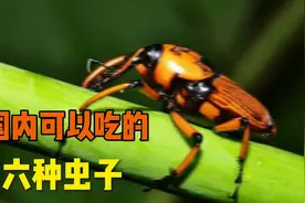 国内可以吃的六种虫子，朋友们吃过几种呢视频封面
