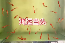 今天到肖师傅家帮鱼友选鸿运当头孔雀鱼，古法养殖，无过滤不增氧视频封面
