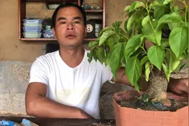 地栽三角梅只长叶子不开花，用上这个“断根大法”，一个月满树花视频封面