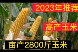 亩产2800斤的玉米，2023年高产玉米品种，抗干旱倒伏 抗病好。视频封面