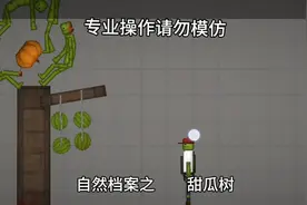 甜瓜树视频封面