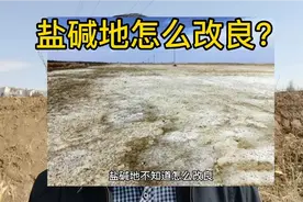 盐碱地咋改良？就如炒莱多放了盐该咋办，也就这3种方式视频封面