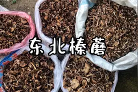 东北名菜小鸡炖蘑菇的榛蘑，今年价格翻倍，市场质量也参差不齐视频封面