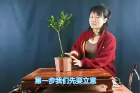 新手福利，黄杨小苗开胚变盆景制作全过程视频封面