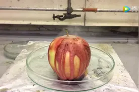 苹果遇到氢氰酸后的悲惨命运视频封面