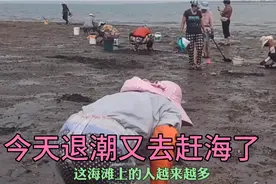 在青岛国棉八厂海滩赶海，好多人在挖蛤蜊！视频封面