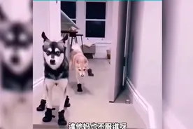 一辈子没穿过鞋，穿上咱海不会走路了呢！搞笑配视频！！视频封面