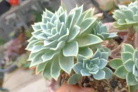 分享三色堇养成果冻色的经验，小盆控养，控水要狠#三色堇视频封面