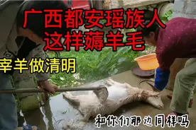 广西都安瑶族人，清明节杀猪宰羊祭祖，这样薅羊毛，你们见过吗？视频封面