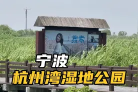 浙江，宁波，杭州湾湿地公园视频封面