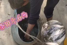 三条11斤，六两就算10斤视频封面