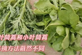 大叶茼蒿和小叶茼蒿摘越摘越多的小窍门，方法却截然不同！视频封面