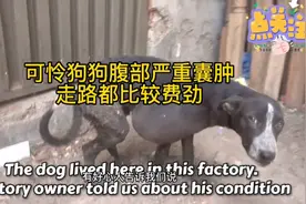 狗狗腹部长了一个很大的肿囊。走路都费劲。不知道是怎么生活的。