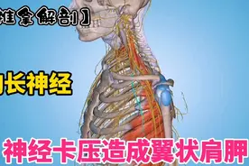 胸长神经卡压造成翼状肩胛【推拿解剖】