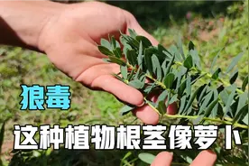 这种植物根茎像萝卜，一小块就能杀死厕所里所有的蛆虫？视频封面