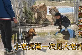 小老虎第一次见大老虎，场面太震撼，原来老虎之间是这么交流的视频封面