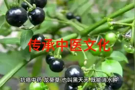 传承中医文化～抗癌中药“龙葵草”视频封面