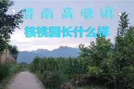 渭南华州区高塘镇核桃熟了，早晨5点多起床去地里打核桃！