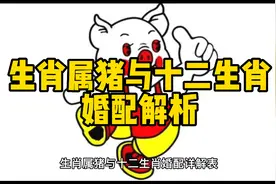 生肖猪与十二生肖婚配表#生肖 #生肖婚配视频封面